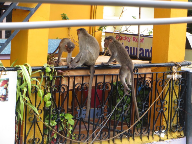 Nuestros vecinos en Hampi