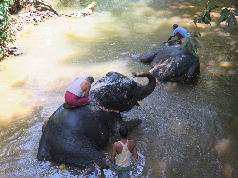 Elefantes bañándose en la granja de especias