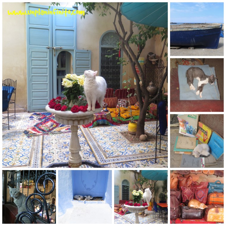 Gatos de Marruecos :D