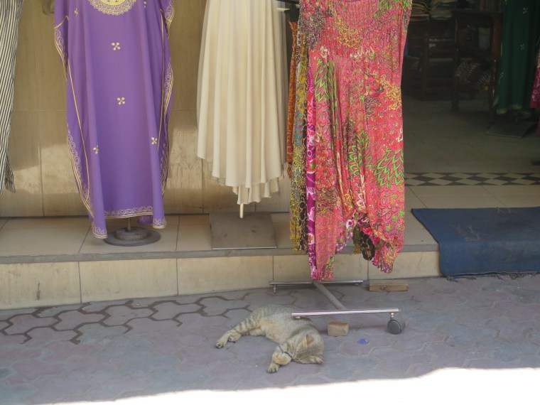 Gato haciendo de gato ( Un gato muy polisémico) 