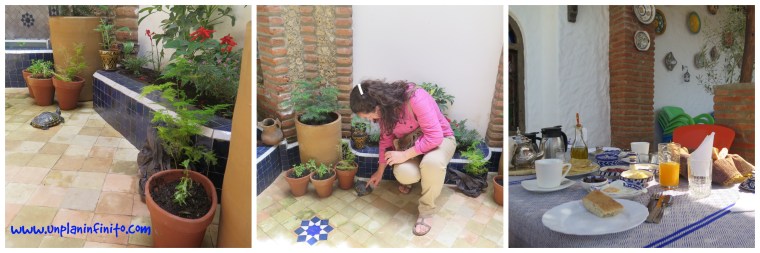 la tortuga y el desayuno  del Ryad Gharnata :) 