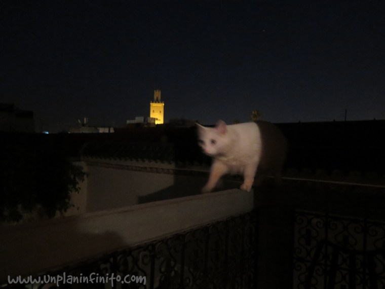 Bobon nos visita por la noche