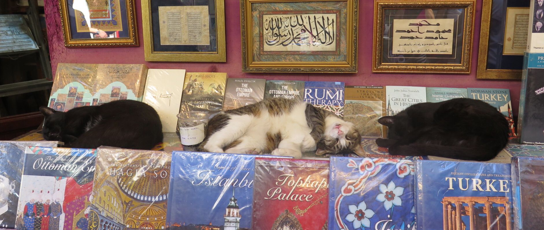 Estambul, la ciudad con tres nombres y un millón de&nbsp;gatos.