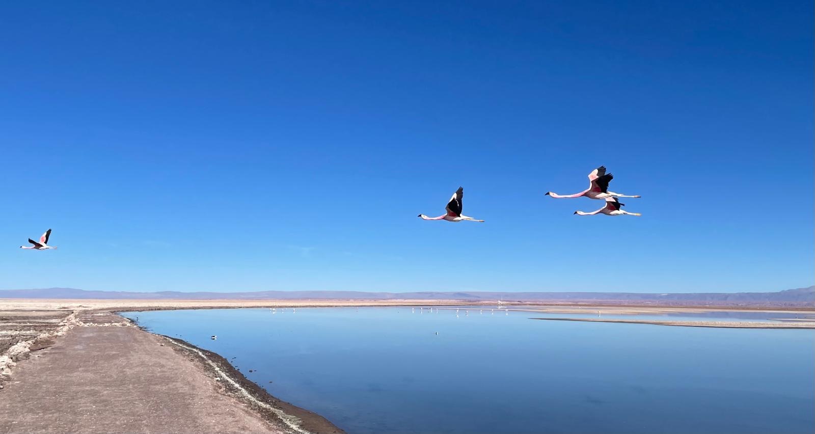 Tour al Salar de Uyuni: Naturaleza y Aventura en Bolivia 🇧🇴 🦩🌋🌵🚙